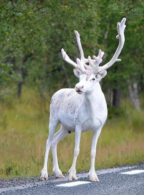 گونه ی دیده نشده از گوزن سفید در سوئد (عکس)