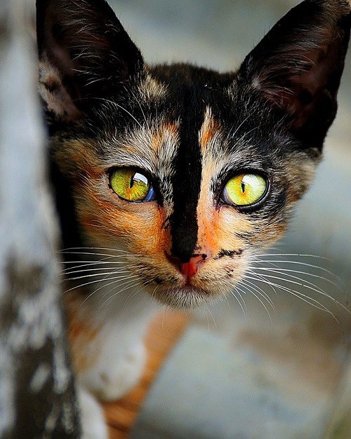 عکس هایی باورنکردنی از زیباترین گربه های دنیا