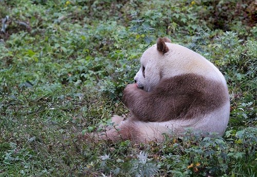 این خرس تنها پاندای قهوه ای دنیا می باشد (عکس)