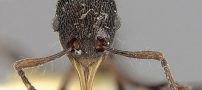 کشف عجیب یک مورچه در استفراغ قورباغه (عکس)