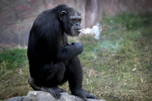 عکس های باورنکردنی از سیگار کشیدن میمون