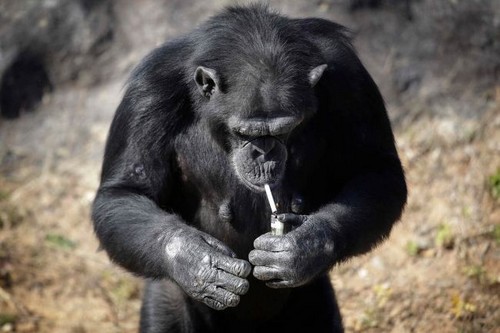 عکس های باورنکردنی از سیگار کشیدن میمون