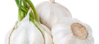 از خواص جالب سیر چه می دانید؟
