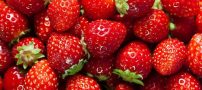 چگونه در خانه توت فرنگی پرورش بدهیم؟