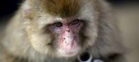 تصاویر باورنکردنی از میمون های پول ساز