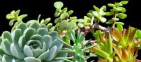 روشی برای تکثیر ساکولنت (آموزش تصویری)