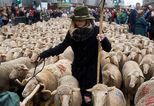 عکس های جالب از راهپیمایی گوسفندان در مادرید عکس های جالب از راهپیمایی گوسفندان در مادرید