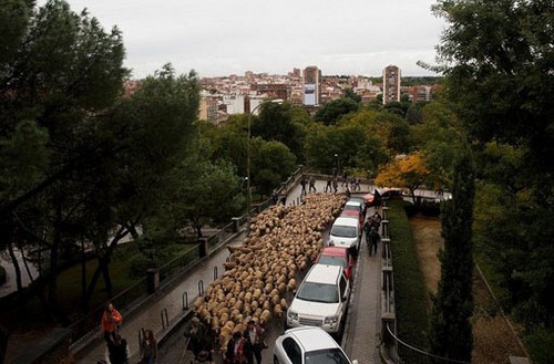 عکس های جالب از راهپیمایی گوسفندان در مادرید عکس های جالب از راهپیمایی گوسفندان در مادرید