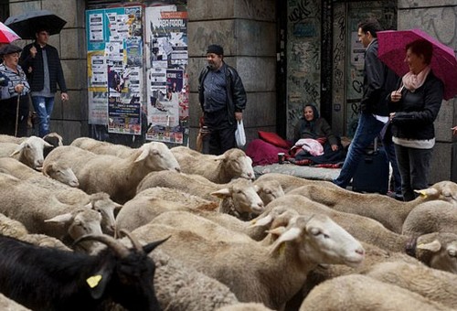 عکس های جالب از راهپیمایی گوسفندان در مادرید