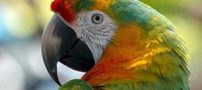 طوطی سخنگو خیانت همسر را لو داد