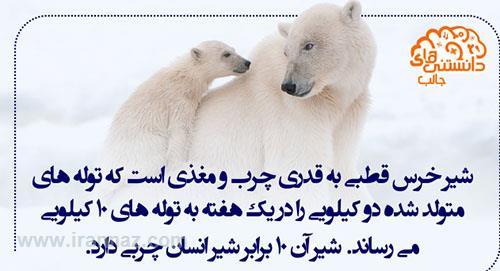 دانستنی های جالبی که میخواهید بدانید دانستنی های جالبی که میخواهید بدانید