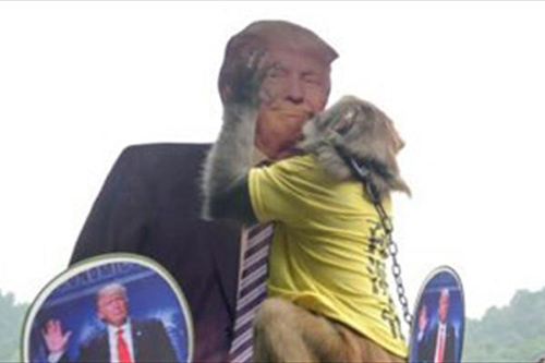 بوسه ی یک میمون بر صورت ترامپ جنجالی شد +عکس