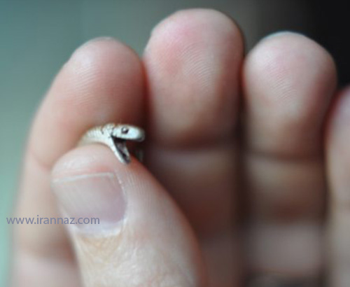 کوچکترین مار دنیا که از مغز مداد باریکتر است +عکس