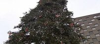سوژه شدن زشت ترین درخت کریسمس