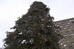سوژه شدن زشت ترین درخت کریسمس