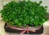 آموزش سبزه عید شیک و زیبا با تخمه کدو (عکس)