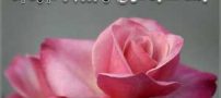 کارت پستال و عکس نوشته تبریک روز پدر
