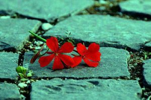 عکس نوشته های الهام بخـش برای زنـدگی