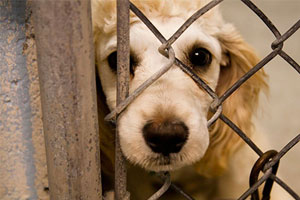 اطلاعیه انجمن حمایت از حیوان ها (طنز)