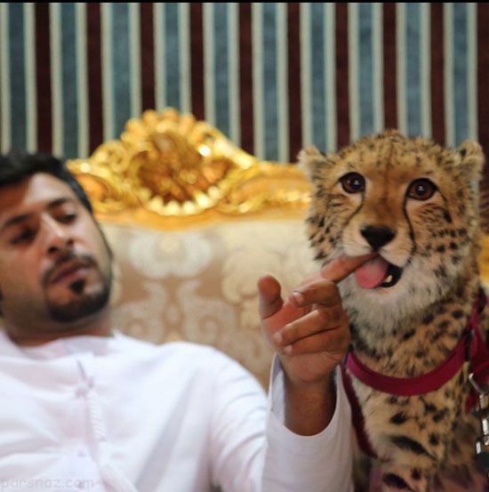 زندگی عجیب این پسر پولدار با حیوانات وحشی (عکس)