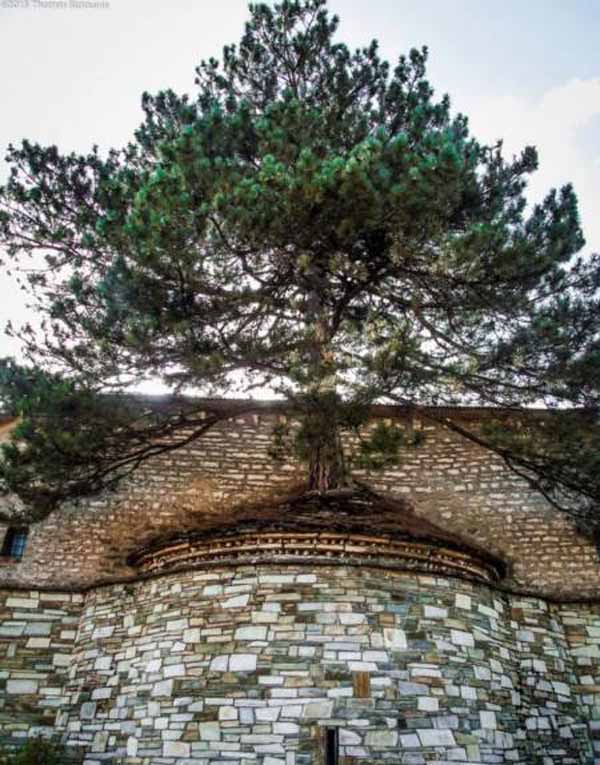 رشد درختی عجیب بر روی سقف کلیسا (عکس) رشد درختی عجیب بر روی سقف کلیسا (عکس)