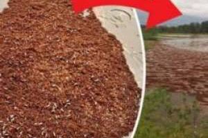 اتحاد عجیب و غیر ممکن این مورچه ها (عکس)