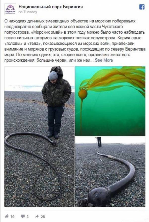 موجودی ناشناخته و عجیب در سواحل روسیه (عکس)