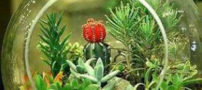 کار عجیب مردم پکن، کاشت گیاه روی سرشان (عکس)