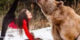 تمرینات ژیمناستیک این دختر زیبا در کنار خرس (عکس)