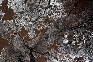 عکس های شگفت انگیز از تهران سفید پوش