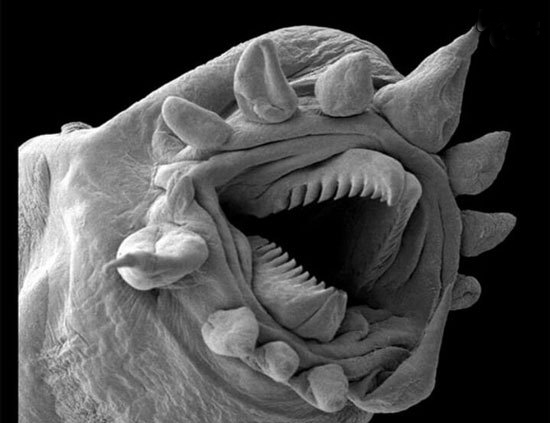 عکس هایی از دنیای شگفت انگیز زیر میکروسکوپ
