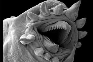 عکس هایی از دنیای شگفت انگیز زیر میکروسکوپ