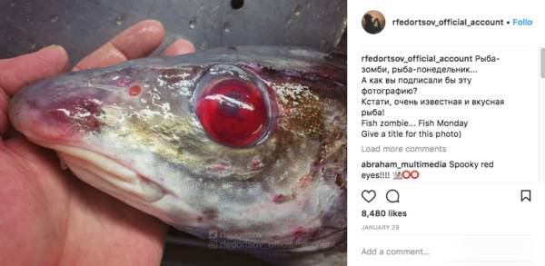 صید ماهی زامبی با چشمانی وحشتناک (عکس)