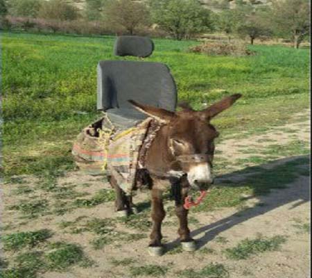 بهترین عکسهای خنده دار و جالب بهترین عکسهای خنده دار و جالب
