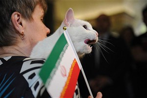 پیشگویی گربه روسی از پیروزی ایران در بازی ایران و مراکش