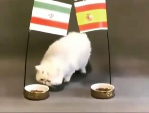 پیش بینی گربه پیشگو از بازی ایران و اسپانیا (عکس) پیش بینی گربه پیشگو از بازی ایران و اسپانیا (عکس)