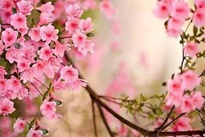 سخن بزرگان درباره لذت بردن از زندگی