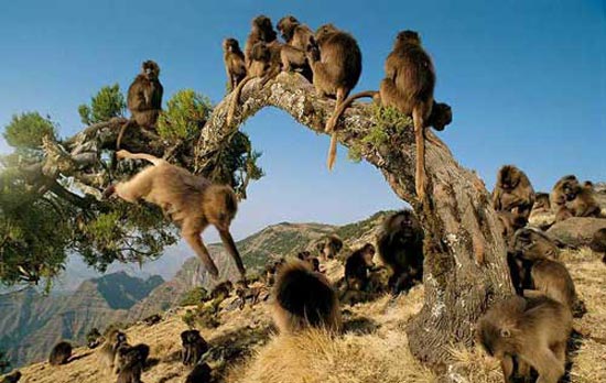 گزارش تصویری از 10 میمون دیدنی و زیبای جهان گزارش تصویری از 10 میمون دیدنی و زیبای جهان