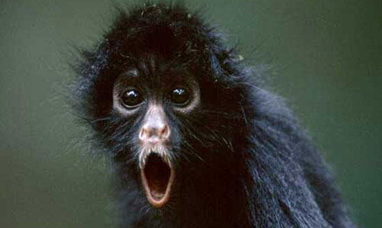 گزارش تصویری از 10 میمون دیدنی و زیبای جهان