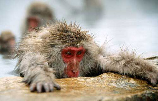 گزارش تصویری از 10 میمون دیدنی و زیبای جهان