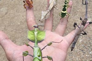 رابطه باورنکردنی این حیوانات خطرناک با انسان (عکس)