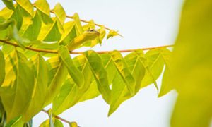 عکس هایی جالب و دیدنی استتار مارها در طبیعت