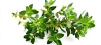 آیا از خواص بی نظیر آویشن چیزی میدانید