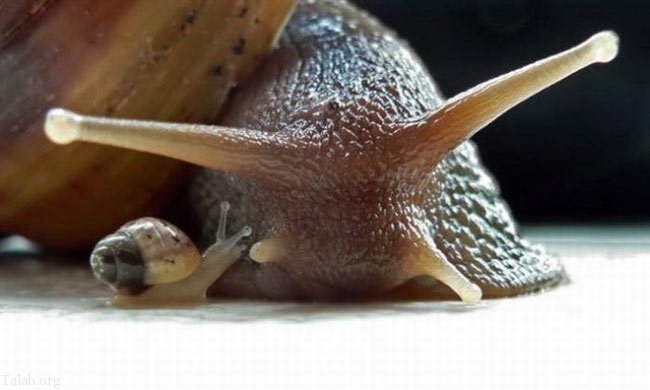 عکس هایی دیدنی از محبت مادری بین حیوانات