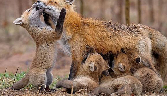 عکس های زیبا از عشق مادر و فرزندی در حیوانات