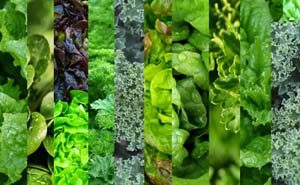 سبزی های مفید و پر خاصیت برای بدن ما کدامند