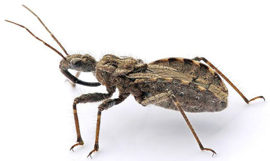 ترسناکترین و کشنده ترین حشرات دنیا را بشناسید