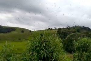 بارش عجیب عنکبوت از آسمان در برزیل (عکس)