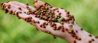 عکسهای دیدنی امروز 5 مرداد1388