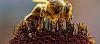 آیا تا بحال بزرگترین زنبور عسل دنیا را دیده بودید (عکس)